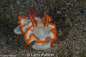 One of many nudis in Anilao by Larry Polster 